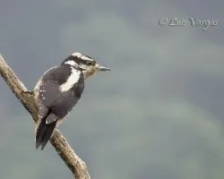 Picoides villosus
