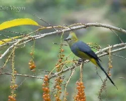 Ptilogonys caudatus