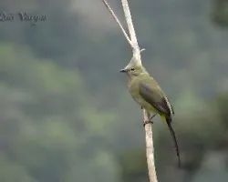 Ptilogonys caudatus