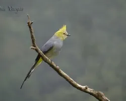 Ptilogonys caudatus