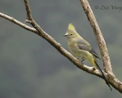 Ptilogonys caudatus