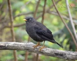 Turdus nigrescens