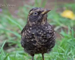 Turdus nigrescens