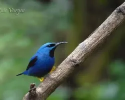 Cyanerpes lucidus
