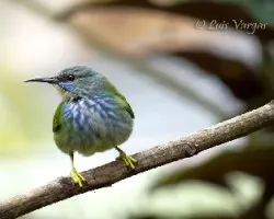 Cyanerpes lucidus