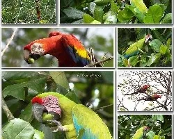 Aras en costa rica