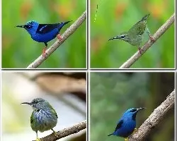 Cyanerpes en costa rica