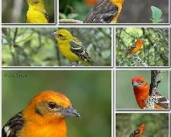 Piranga bidentata