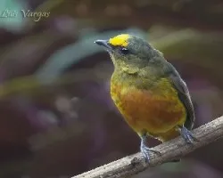 Euphonia gouldi