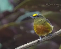 Euphonia gouldi
