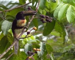 Pteroglossus torquatus