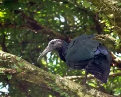 Mesembrinibis cayennensis