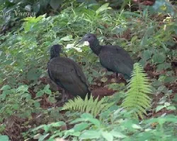 Mesembrinibis cayennensis