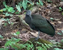 Mesembrinibis cayennensis