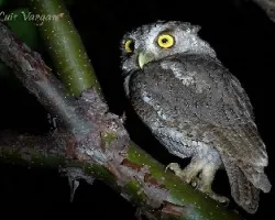 Megascops cooperi