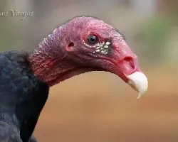 Cathartes aura
