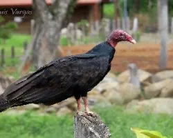 Cathartes aura