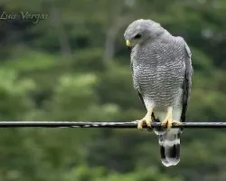 Buteo nitidus