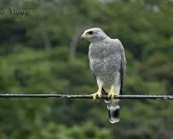 Buteo nitidus