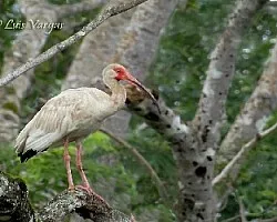 Eudocimus albus
