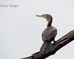 Phalacrocorax brasilianus
