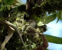 Zimmerius vilissimus