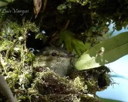 Zimmerius vilissimus