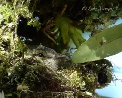 Zimmerius vilissimus