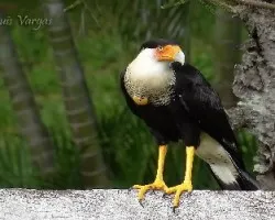 Caracara cheriway
