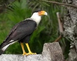 Caracara cheriway