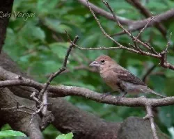 Passerina caerulea