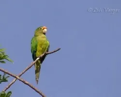 Aratinga canicularis