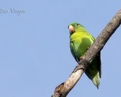 Brotogeris jugularis