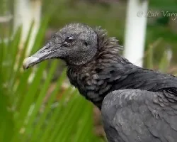 Coragyps atratus