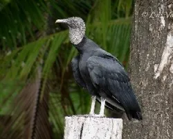 Coragyps atratus