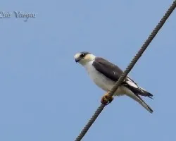 Gampsonyx swainsonii