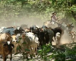 Ganado en camino