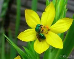 abispa verde