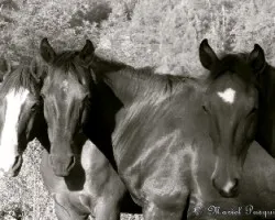 Caballos