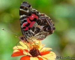Mariposa