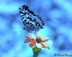 Mariposa