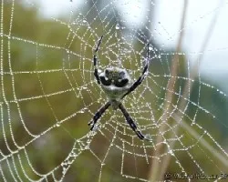 Araña