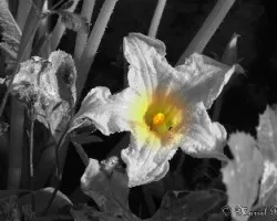 Flor del zapallo