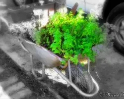 Plantas aromáticas