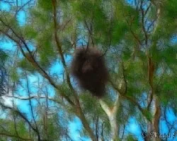 Nido de pájaros en eucaliptus con efecto fractalius