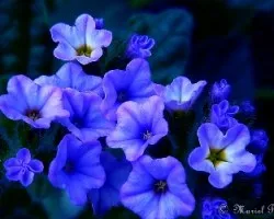 Flores silvestres