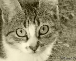 Gato