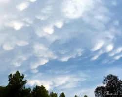 Cumulus limbus
