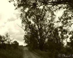 Camino