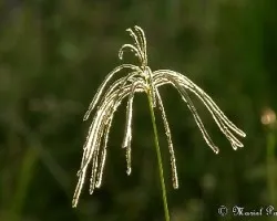 Planta silvestre de campo